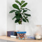 A small hand-painted ceramic pot with a colorful mandala pattern and a blue rim, displayed on a wooden shelf next to candles and a potted fiddle-leaf fig plant.