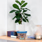 A small hand-painted ceramic pot with a blue rim and a colorful geometric floral pattern sits on a light wood shelf next to books, a white vase, and a candle, with a potted fiddle-leaf fig plant in the background.