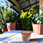 Red orange rim Talavera-style ceramic planter with succulent on a covered patio table