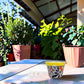 Yellow rim Talavera-style ceramic planter with blue floral artwork displayed on a covered patio table