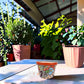 Red orange rim ceramic planter with multicolored floral artwork displayed on a wooden table on a covered patio, surrounded by leafy plants.