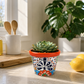 Red orange rim floral ceramic planter holding a succulent on a sunlit kitchen counter beside lemons and wooden utensils.