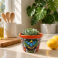 Red orange rim floral ceramic planter holding a succulent on a sunlit kitchen counter beside lemons, with wooden utensils in the background.