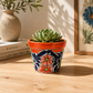 Red orange rim ceramic planter holding a succulent on a wooden table beside stacked books, a pottery vase, and framed botanical artwork.

