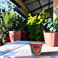 Red rim Talavera-style ceramic planter displayed on a covered patio table