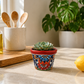 Red rim floral ceramic planter holding a succulent on a sunlit kitchen counter beside lemons, with wooden utensils and a leafy plant behind it.