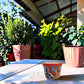 Red rim Talavera-style ceramic planter displayed on a covered patio table