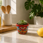 Red rim floral ceramic planter holding a succulent on a sunlit kitchen counter beside lemons, with wooden utensils and a leafy plant behind it.
