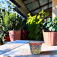 Red rim Talavera-style ceramic planter displayed on a covered patio table