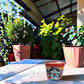 Red rim Talavera-style ceramic planter with blue floral artwork displayed on a covered patio table