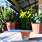 Red orange rim Talavera-style ceramic planter displayed on a covered patio table
